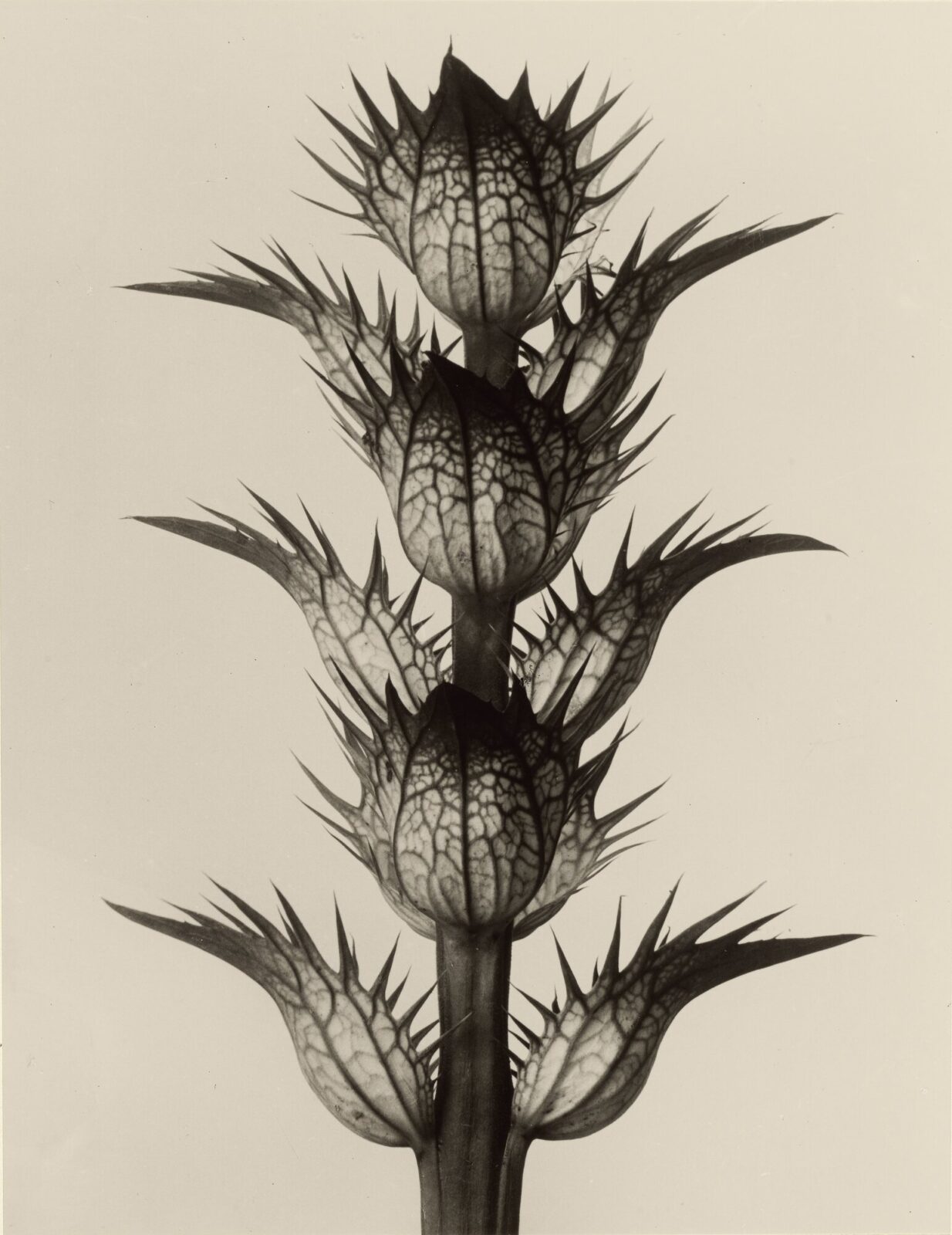 Acanthus — edition of 20