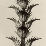 Acanthus