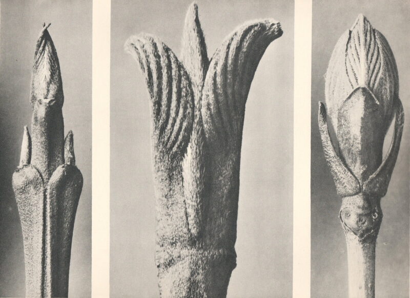 Bud Study (triptych)
